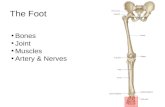 The Foot Bones Joint Muscles Artery & Nerves. Tarsometatarsal joints Metatarsophalangeal joints Interphalangeal joints.