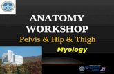 ANATOMY WORKSHOP Pelvis & Hip & Thigh Myology. LATERAL THIGH.