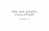How are plants classified? Lesson 3. Vocabulary Gymnosperm: a seed plant that does not produce a flower. They include pines, firs, and other cone-bearing.