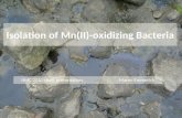 Isolation of Mn(II)-oxidizing Bacteria HMC 2010 short presentation Maren Emmerich.