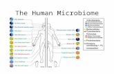 The Human Microbiome. The Biology of Microorganisms Microorganisms found across all three domains of life – Bacteria – Archaea – Eukarya.