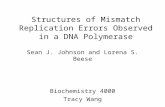Structures of Mismatch Replication Errors Observed in a DNA Polymerase Sean J. Johnson and Lorena S. Beese Biochemistry 4000 Tracy Wang.