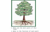 1.What are the main parts of this tree? 2.What is the function of each part?