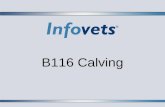 B116 Calving. Infovets Educational Resources –  – Slide 2 Stage 1 Labor:  Visible signs of early labor may or may not be seen in mature.