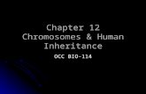Chapter 12 Chromosomes & Human Inheritance OCC BIO-114.