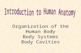 Organization of the Human Body Body Systems Body Cavities.