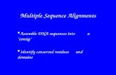 Multiple Sequence Alignments  Assemble DNA sequences into a ‘contig’  Identify conserved residues and domains.