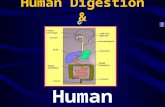 Human Digestion & Human Nutrition. Nutrition All the activities by which an organism obtains and uses food for growth and repair of cells.