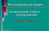 Illinois State University The Cardiovascular System The Cardiovascular System Cardiovascular Control During Exercise Chapter 11 and 12.
