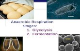 AP Biology 2006-2007 Anaerobic Respiration Stages: 1. Glycolysis 2. Fermentation yeast.