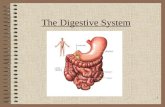 1 The Digestive System. 2 Subdivisions of the Abdomen Subdivisions of the Abdomen.