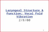 1 Laryngeal Structure & Function; Vocal Fold Vibration 2/8/00.