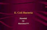 E. Coli Bacteria Harmful Or Harmless???. Is part of a Major Group of Bacteria Phylum: ProteobacteriaPhylum: Proteobacteria Class: Gamma ProteobacteriaClass: