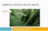 SIMPLE VASCULAR PLANTS Pteridophytes (Ferns) 1 Page 37.