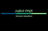 Selfish DNA Honors Genetics. DNA – Genes and the Rest GGenic ( Gene containing portion of DNA) - GGenes are viewed as “ORFS” – Open Reading Frames.
