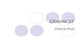 Chapter 12 DNA & RNA. I.DNA A. Griffith & Transformation Frederick Griffith was trying to figure out how bacteria made people sick-how they cause a certain.