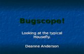 Bugscope! Looking at the typical Housefly. Deanne Anderson.