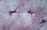Neuron Physiology. Nervous System Organization  CNS - Brain and spinal cord  PNS - Nerves and Receptors  Somatic  Autonomic - sympathetic and parasympathetic.