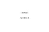 Necrosis Apoptosis. Different Types of Cell Death TermDefinition Necrosis Antemortem pathologic cell death Apoptosis Antemortem programmed cell death.