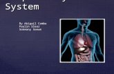 Respiratory System By Abigail Camba Paulin Slear Sokmany Soeum.