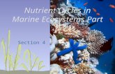 Nutrient Cycles in Marine Ecosystems Part II Section 4.