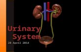 28 April 2014. » The urinary system produces urine. The production of urine has three main functions: 1)Excretion of waste products of metabolism, especially.