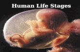 Human Life Stages Pre - Fertilization Egg cells are produced in the ovaries The egg then moves to the oviduct for fertilization.