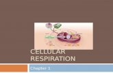 CELLULAR RESPIRATION Chapter 1 Electron transport chain and chemiosmosis Mitochondrion Citric acid cycle Preparatory reaction 232 ADP or 34 32 or 34 2.