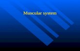 Muscular system. Types of the muscle Skeletal: striated, and voluntary. Skeletal: striated, and voluntary. Smooth: nonstiated, and involuntary. Smooth: