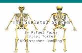 The Skeletal System By Rafael Perez Israel Torres Khristopher Bandong.