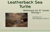 Leatherback Sea Turtle WebQuest for 9 th Grade Biology I Designed by: Mary Margaret Ulderich Introduction Task Process Resources Evaluation Rubric Evaluation.