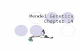 Mendel Genetics Chapter 14. Genetics The study of heredity.