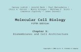 Molecular Cell Biology Fifth Edition Chapter 5: Biomembranes and Cell Architecture Copyright © 2004 by W. H. Freeman & Company Harvey Lodish Arnold Berk.