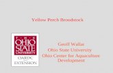 Yellow Perch Broodstock Geoff Wallat Ohio State University Ohio Center for Aquaculture Development.