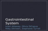 Gastrointestinal System Imari Attaway, Olivia DiCapua Riley Dinneen, Stephanie Tyrrell.