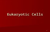 Eukaryotic Cells 1. Eukaryotic organisms Algae Algae Protozoa Protozoa Fungi Fungi Plants Plants Animals Animals 2.