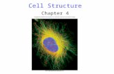 Cell Structure Chapter 4. 2 Cell Theory 1.All organisms are composed of cells 2.Cells are the smallest living things 3.Cells arise only from pre-existing.