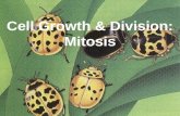 Cell Growth & Division: Mitosis. I. Chemical Pathways Cell Growth and Division A. Limits to Cell Growth (two main reasons why cells divide) 1. DNA “Overload”