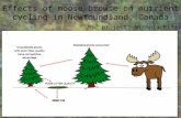 Effects of moose browse on nutrient cycling in Newfoundland, Canada MSc project: Nichola Ellis.