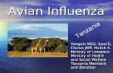 Avian Influenza Tanzania Yongolo MGS, Swai E, Chuwa JKM, Malick A. Ministry of Livestock, Ministry of Health and Social Welfare Tanzania Mainland and Zanzibar.