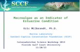 Macroalgae as an Indicator of Estuarine Condition Eric Milbrandt, Ph.D. Marine Laboratory Sanibel-Captiva Conservation Foundation (SCCF) Caloosahatchee.
