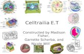 Celltrailia E.T Constructed by Madison Fisher, Garrette Scherba, and Nicole Williams.