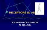 RECEPTORS IN ANIMALS RICHARD LLOPIS GARCIA A2 BIOLOGY.