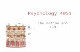 Psychology 4051 The Retina and LGN. Retino-Geniculate-Cortical Pathway.
