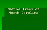 Native Trees of North Carolina. Loblolly Pine Pinus taeda DESCRIPTION  Leaves 6 to 9 inches long  Bark on young trees dark in color and deeply furrowed.