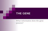THE GENE What information does the gene possess?.