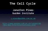 The Cell Cycle Jonathon Pines Gurdon Institute j.pines@gurdon.cam.ac.uk pineslab/New_We b_Site/Site/Lectures.html.
