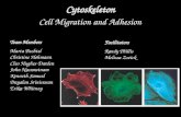 Cytoskeleton Cell Migration and Adhesion Team Members Marta Bechtel Christine Hohmann Cleo Hughes-Darden John Navaratnam Kenneth Samuel Dayalan Srinivasan.