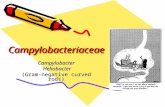 CampylobacteriaceaeCampylobacteriaceae Campylobacter Heliobacter Heliobacter (Gram-negative curved rods)