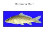 Common Carp. Golden Shiner Channel Catifsh Blue Catfish.